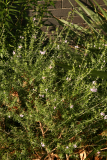 Westringia longifolia RCP2-2014 135.JPG